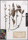 Foto von Salix caprea L. x Salix purpurea L.